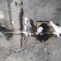 مرغ و خروس سلطان و جوجه لاری|حیوانات مزرعه|یزد, |دیوار