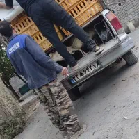 بوقلمون جوجه|حیوانات مزرعه|همدان, |دیوار