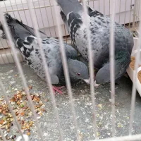 کبوتر|پرنده|سبزوار, جوادیه شرقی|دیوار