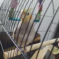 عروس هلندی چهار ماهه