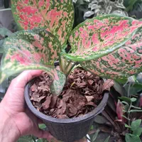 انواع گیاهان  آپارتمانی  سالم