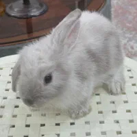 خرگوش