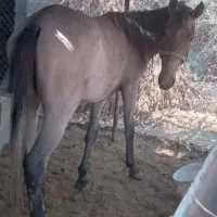 اسب|اسب و تجهیزات اسب‌سواری|شهر بابک, |دیوار