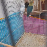 یک جفت کوتوله بسیار بالغ پاربلو باجوجه قفس لوازم