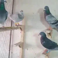 دسته پلاکی شو بازی|پرنده|کوه چنار, |دیوار