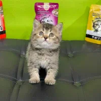 فروشگاه گربه‌های خاص (پرشین اسکاتیش بریتیش)|گربه|تهران, پونک|دیوار