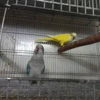راهب جفت مواد صددرصدبامستندات