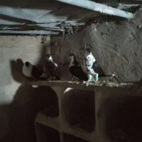 کفتر  رنگه قشنگ ۵ عدد فقد تماس بگیرید