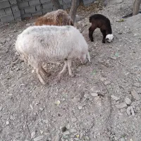 ۲راس میش سالم یکی زایده یکی آبستن