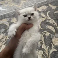 گربه بریتیش کالر پوینت ماده