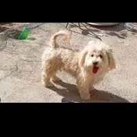 سگ پاور بازیگوش/حرف گوش کن