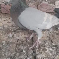 کبوتریاکفتر|پرنده|آباده, |دیوار