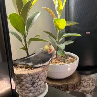 گمشده|حیوانات|رشت, سلیمانداراب|دیوار