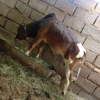 گاو نر