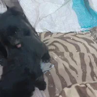 سگ شیتزو|سگ|سبزوار, مدرس|دیوار