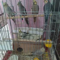 فروش سه عدد عروس هلندی دو ماده و یکی نر