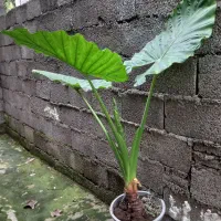 گیاه بابا آدم|گل و گیاه طبیعی|سنگر, |دیوار