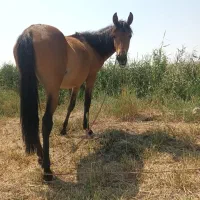 اسب و گوسفند|حیوانات مزرعه|تهران, ایران|دیوار