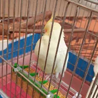 پرنده|پرنده|شاهینشهر, مورچه خورت|دیوار