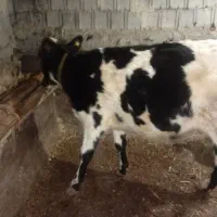 دوعدد دوگه|حیوانات مزرعه|قصابه, |دیوار