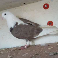 کفتر خوشگل|پرنده|رضوانشهر, |دیوار