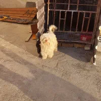 سگ پاکوتاه|سگ|مشکیندشت, |دیوار