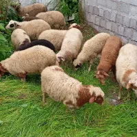 فروش بره نر و ماده