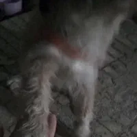 واگذاری، سگ شیتزو تریر ریال|سگ|اسلامشهر, مطهری|دیوار