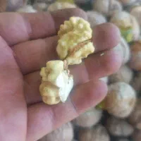 گردو  خشک شده  محل