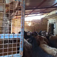 گوسفند مهربانی جوان بره دار|حیوانات مزرعه|زرین دشت (همدان), |دیوار