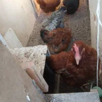 چهار عدد مرغ تخم گذار یک عدد خروس