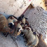 فروش کاور نر و ماده|حیوانات مزرعه|سقز, |دیوار