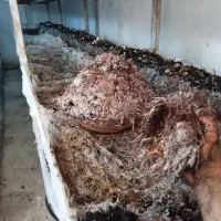 کود کمپوست قارچ