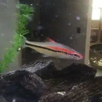 ماهی ردلاین|ماهی|بروجرد, |دیوار