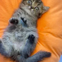 بچه گربه های بریتیش