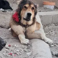 واگذاری نر سرابی