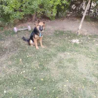 سگ ژرمن شپرد