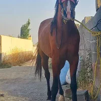 اسب|اسب و تجهیزات اسب‌سواری|شبستر, |دیوار