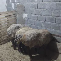 بره افشاری هترو