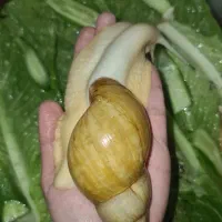 حلزون خوشکل و شیطون