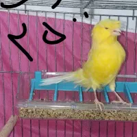 فروش10جفت قناری روی تخم و جوجه به صورت کلی و یک جا|پرنده|شاهرود, |دیوار