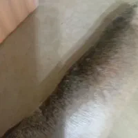 ماهی قزل آلای صادراتی