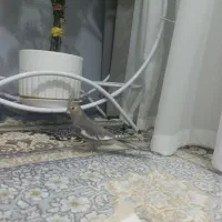 عروس هلندی خاکستری|پرنده|بردسیر, |دیوار