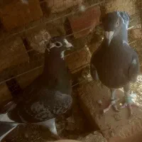 ماده درجه یک