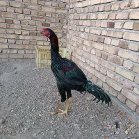 خروس لاری