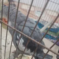 عروس هلندی|پرنده|قم, ولیعصر|دیوار