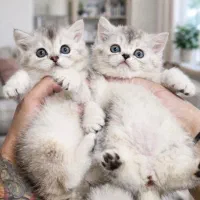 بچه گربه نژاد دار|گربه|قم, باجک دو|دیوار