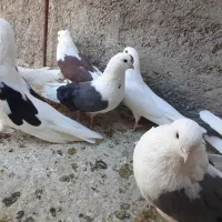 پشدار قدبلند|پرنده|زرند, |دیوار