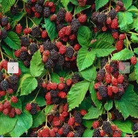 نهال تمشک بدون خار(فرانسوی)