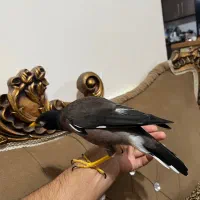 مینا افغانی سخنگو فول آشتی تعویض با قناری|پرنده|بندرعباس, |دیوار